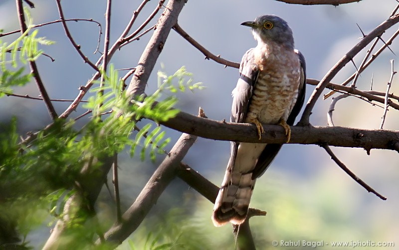 Common Hawk-cuckoo